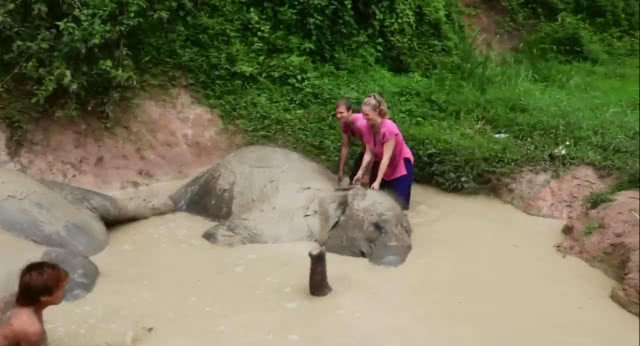 หาดูยาก!!ภาพน่ารักแม่ช้างสอนลูกลงน้ำอย่างปลอดภัย