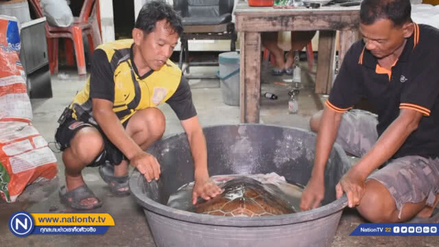 "พบเต่าตนุ" ขนาดใหญ่ บาดเจ็บ