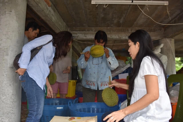 แห่ซื้อ ทุเรียนหลงรักไทย ถึงสวนที่ ต.ชมพู อ.เนินมะปราง พิษณุโลก