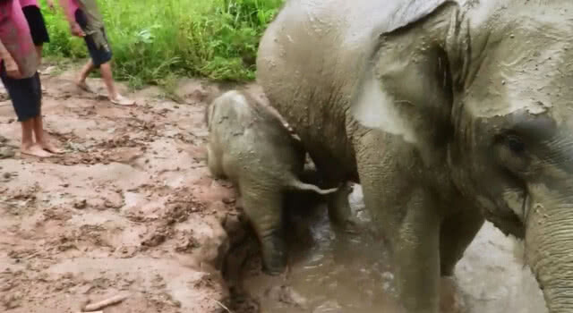 หาดูยาก!!ภาพน่ารักแม่ช้างสอนลูกลงน้ำอย่างปลอดภัย