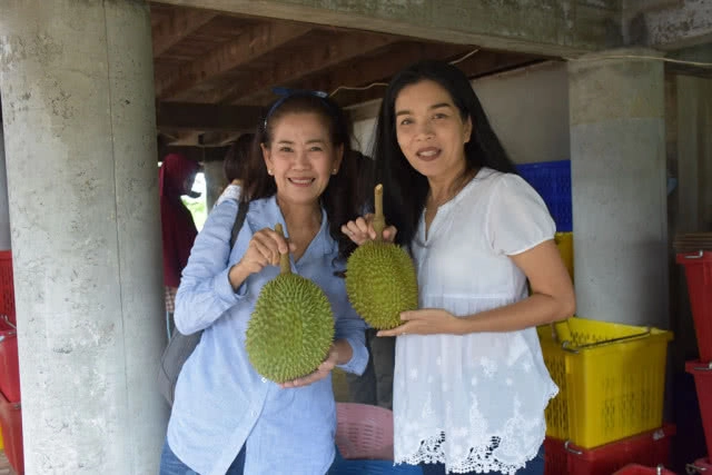 แห่ซื้อ ทุเรียนหลงรักไทย ถึงสวนที่ ต.ชมพู อ.เนินมะปราง พิษณุโลก