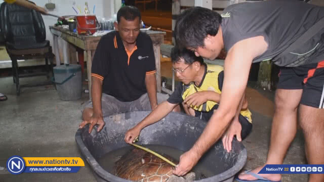 "พบเต่าตนุ" ขนาดใหญ่ บาดเจ็บ