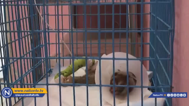 'ตัดขาทิ้ง' ช่วยชีวิตนางอาย ถูกไฟช็อต ล่าสุด 'ยังโคม่า'