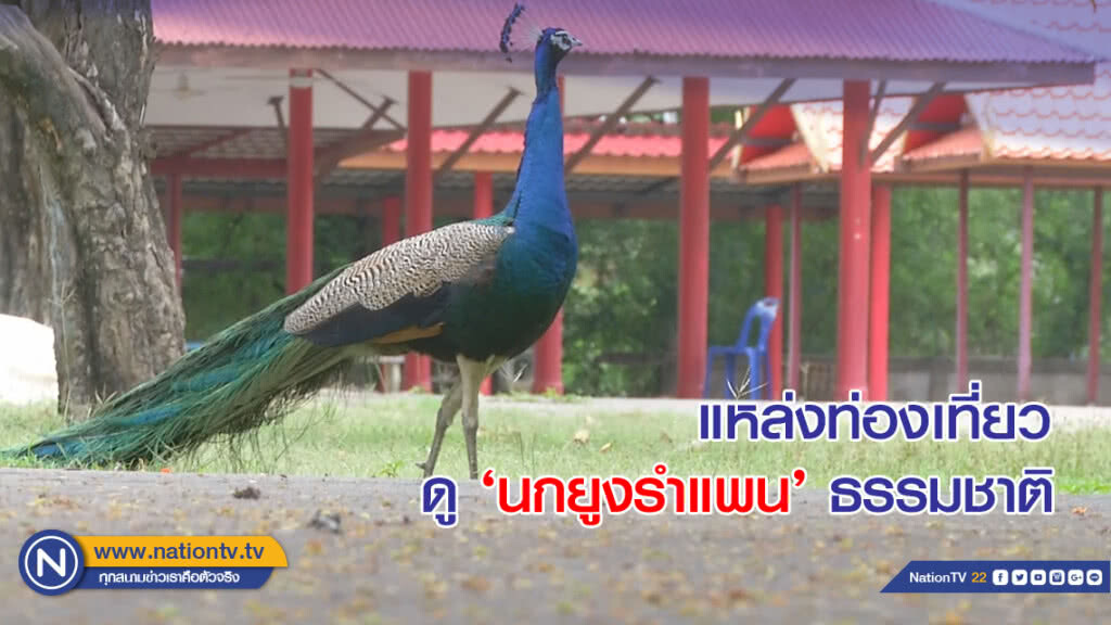 แหล่งท่องเที่ยวดู 'นกยูงรำแพน' ธรรมชาติ