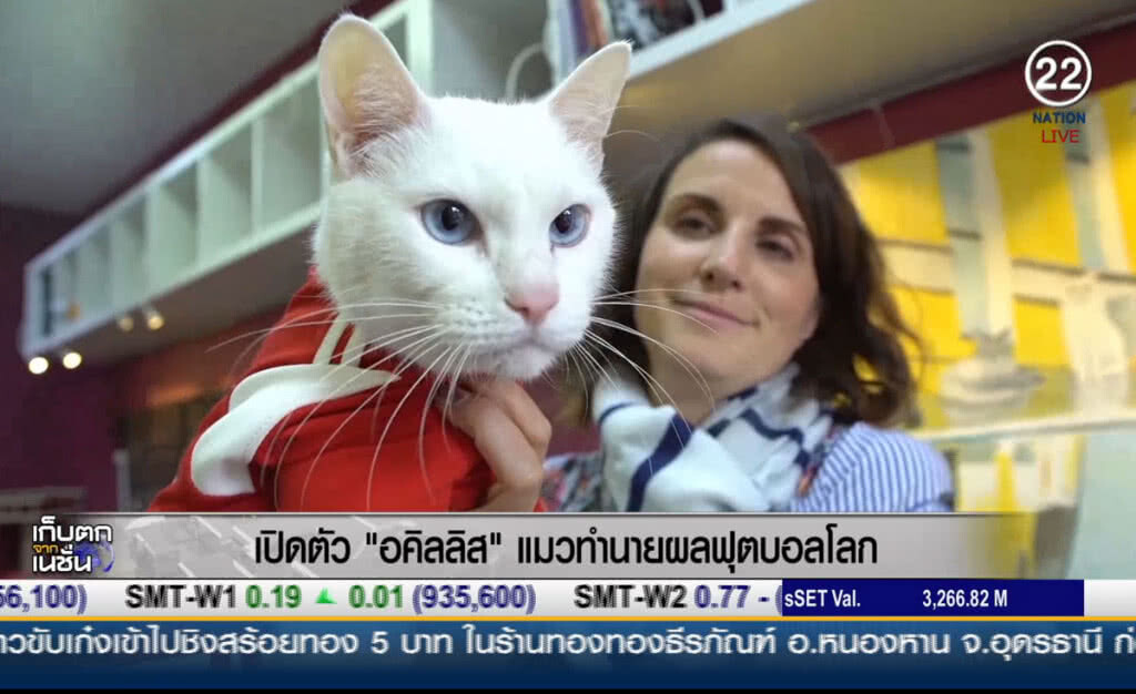 (คลิปข่าว) เปิดตัว "อคิลลิส" แมวทำนายผลฟุตบอลโลก (คลิปข่าว) เปิดตัว "อคิลลิส" แมวทำนายผลฟุตบอลโลก