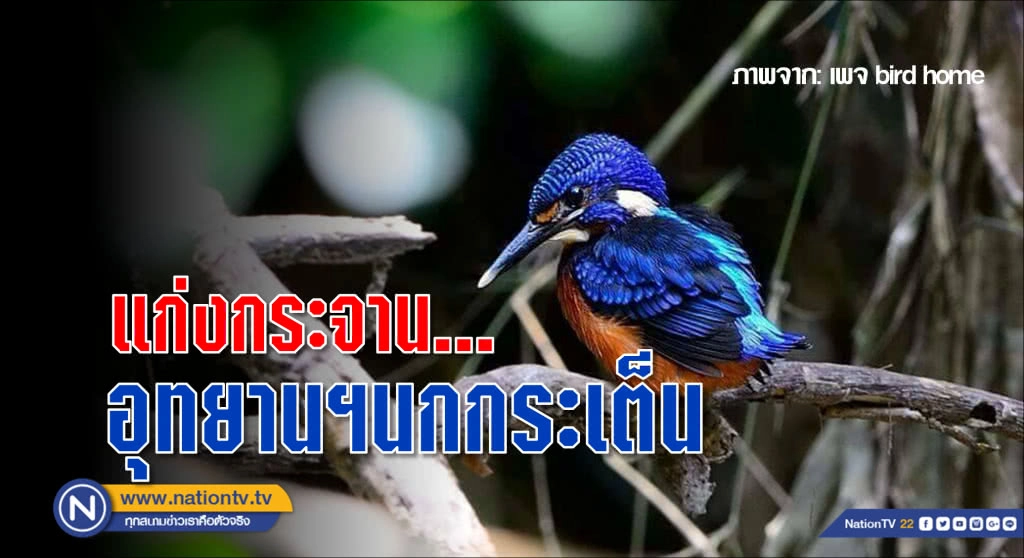 แก่งกระจาน...อุทยานฯ นกกระเต็น