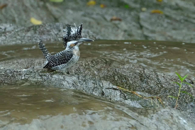 แก่งกระจาน...อุทยานฯ นกกระเต็น