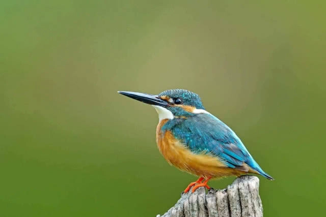 แก่งกระจาน...อุทยานฯ นกกระเต็น