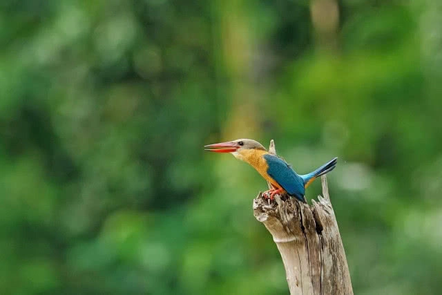 แก่งกระจาน...อุทยานฯ นกกระเต็น