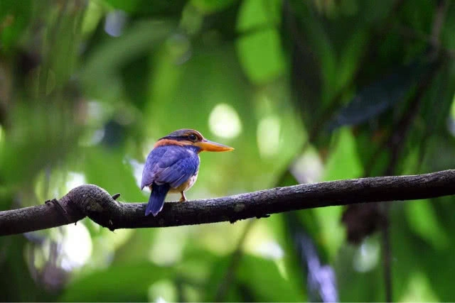 แก่งกระจาน...อุทยานฯ นกกระเต็น