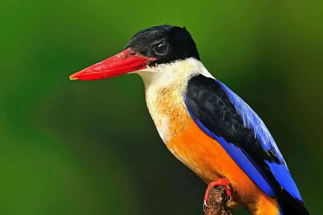 แก่งกระจาน...อุทยานฯ นกกระเต็น