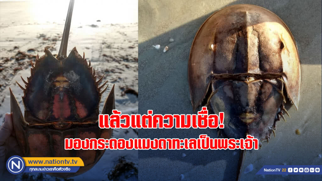 แล้วแต่ความเชื่อ! หญิงอเมริกันมองลายกระดองแมงดาทะเลเป็นภาพพระเจ้า