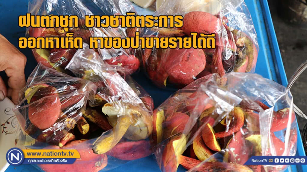 ฝนตกชุก ชาวชาติตระการ ออกหาเห็ดของป่าขาย รายได้ดี