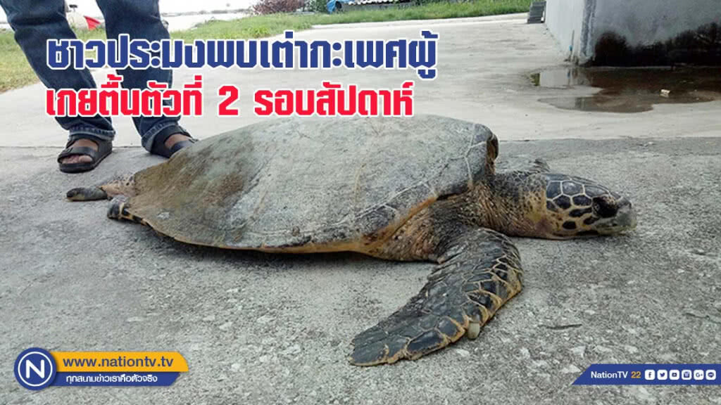 ชาวประมงเรือเล็กพบเต่ากะเพศผู้เกยตื้นตัวที่ 2 รอบสัปดาห์