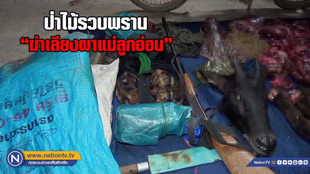 ป่าไม้รวบพรานฆ่า "เลียงผาแม่ลูกอ่อน" เชื่อนำไปทำน้ำมันเลียงผา