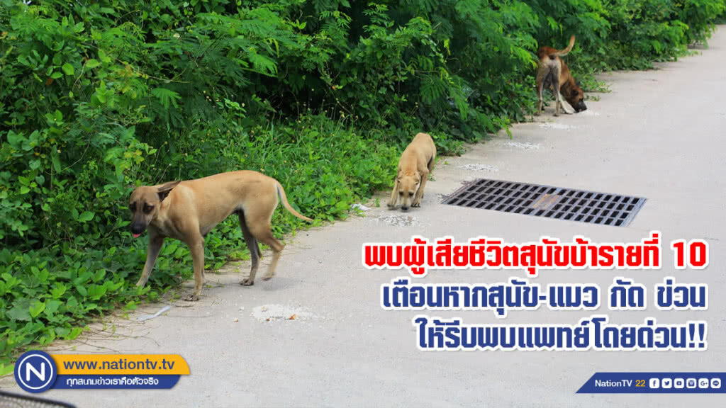 พบผู้เสียชีวิตสุนัขบ้ารายที่ 10 
เตือนหากสุนัข-แมว กัด ข่วน
ให้รีบพบแพทย์โดยด่วน!!