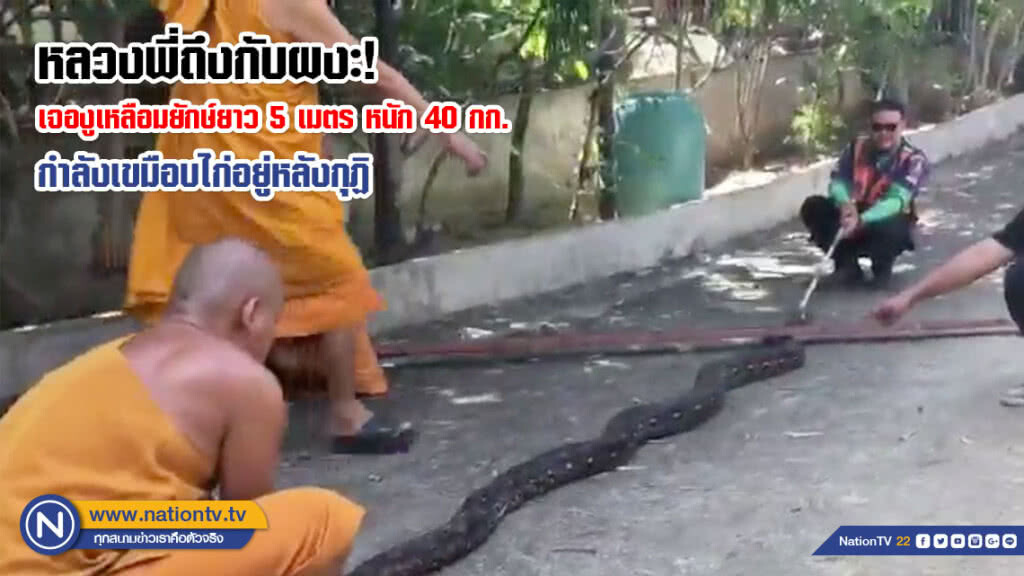 (คลิป) หลวงพี่ถึงกับผงะ! เจองูเหลือมยักษ์ยาว 5 เมตร หนัก 40 กก. กำลังเขมือบไก่อยู่หลังกุฏิ (คลิป) หลวงพี่ถึงกับผงะ! เจองูเหลือมยักษ์ยาว 5 เมตร หนัก 40 กก. กำลังเขมือบไก่อยู่หลังกุฏิ