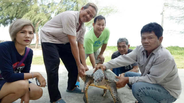 ชาวประมงเรือเล็กพบเต่ากะเพศผู้เกยตื้นตัวที่ 2 รอบสัปดาห์