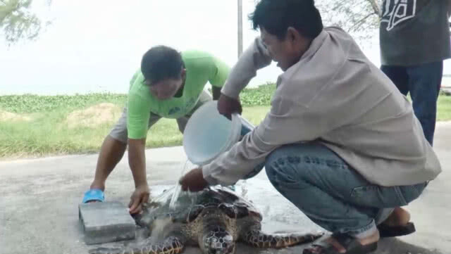 ชาวประมงเรือเล็กพบเต่ากะเพศผู้เกยตื้นตัวที่ 2 รอบสัปดาห์