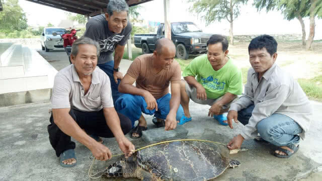 ชาวประมงเรือเล็กพบเต่ากะเพศผู้เกยตื้นตัวที่ 2 รอบสัปดาห์