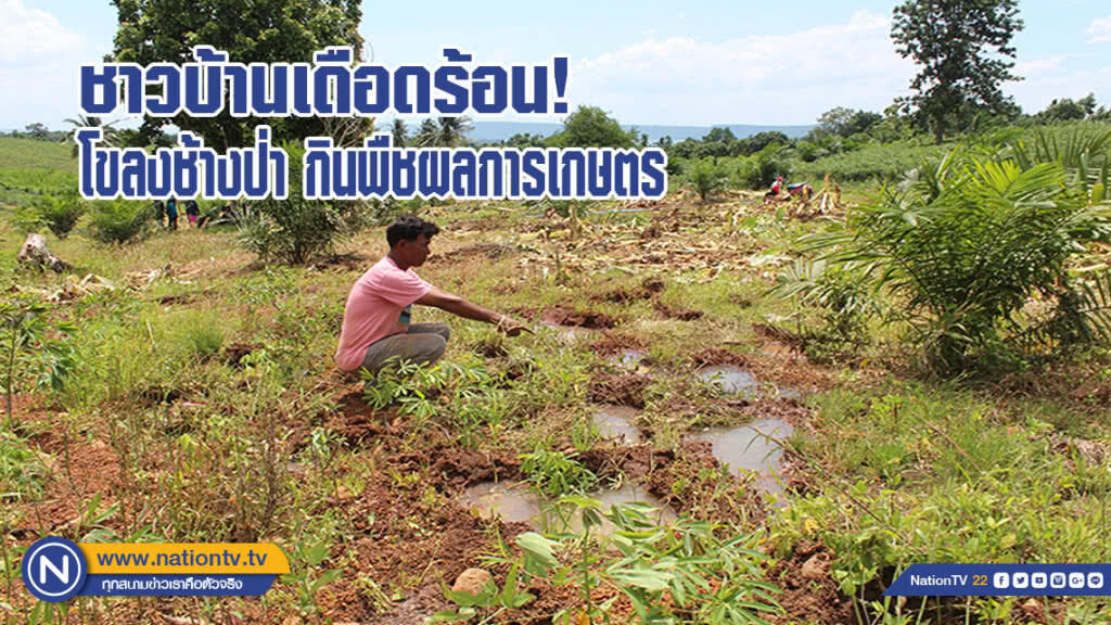 ชาวบ้านเดือดร้อนโขลงช้างออกจากป่ากินพืชผลการเกษตร