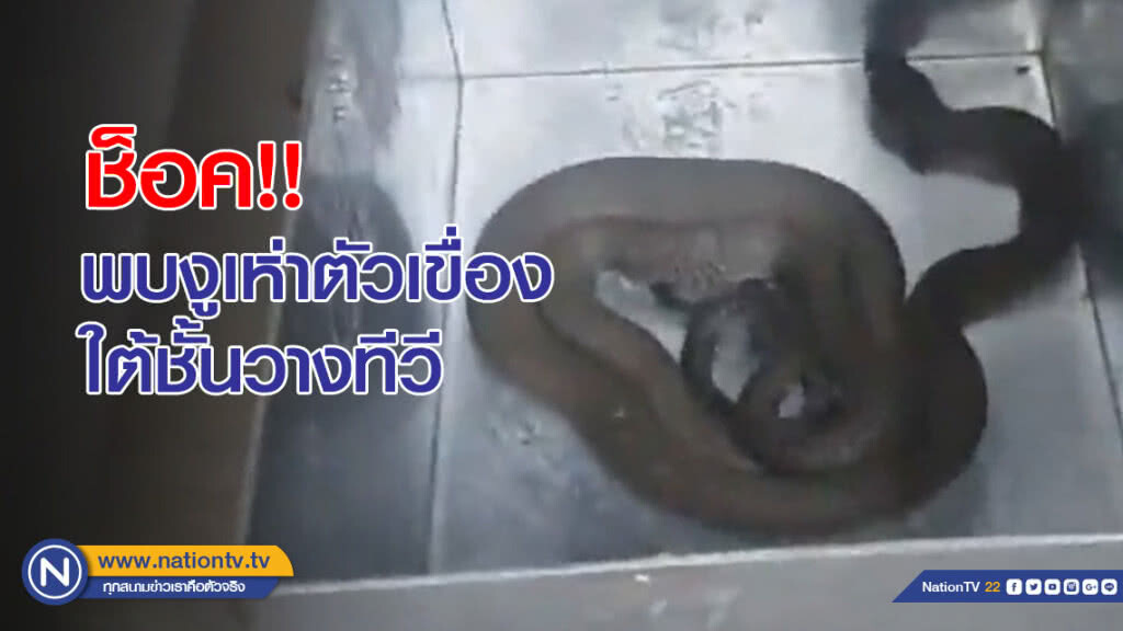 ช็อค!! พบงูเห่าตัวเขื่อง ใต้ชั้นวางทีวี ช็อค!! พบงูเห่าตัวเขื่อง ใต้ชั้นวางทีวี