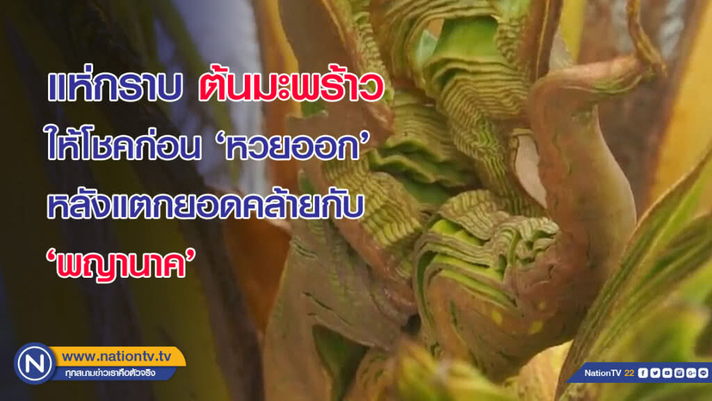 แห่กราบ ต้นมะพร้าว ให้โชคก่อน 'หวยออก' หลังแตกยอดคล้ายกับ 'พญานาค'