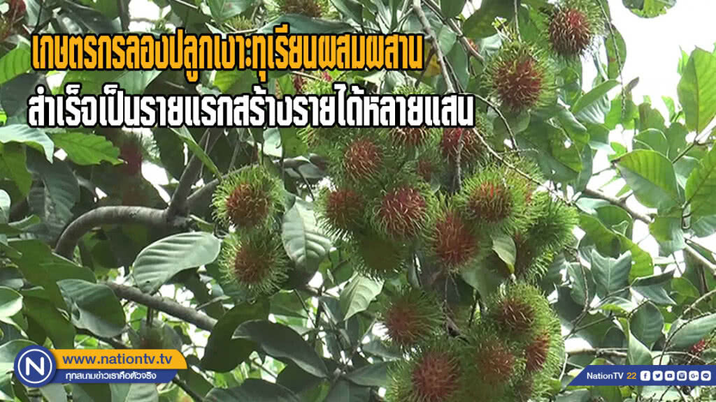 เกษตรกรลองปลูกเงาะทุเรียน สำเร็จเป็นรายแรกสร้างรายได้หลายแสนบาท
