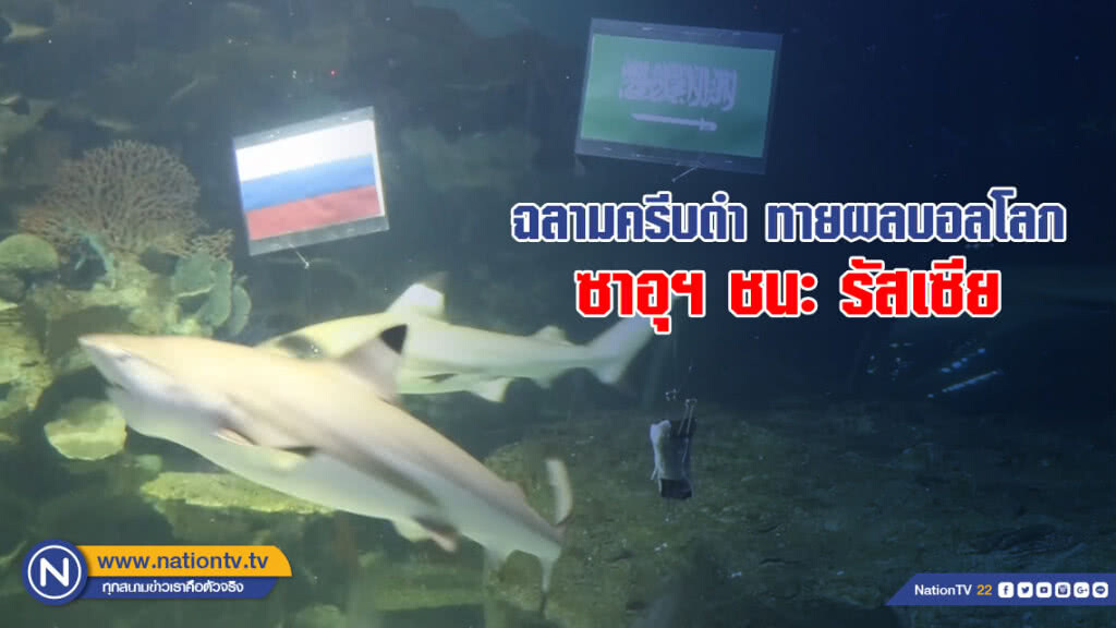 ฉลามครีบดำ ทายผลบอลโลก ซาอุฯ ชนะรัสเซีย