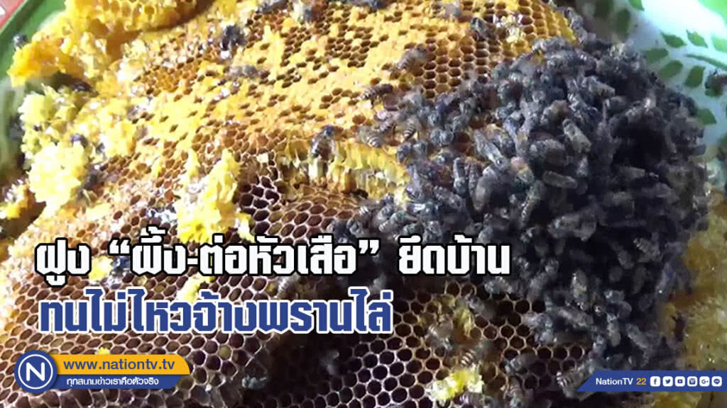 ฝูง "ผึ้ง-ต่อหัวเสือ" ยึดบ้าน -ทนไม่ไหวจ้างพรานขับไล่