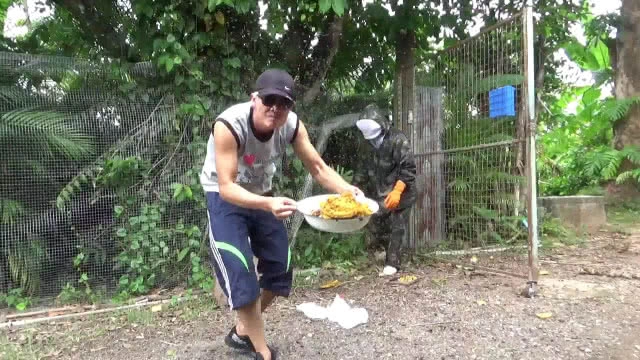 ฝูง "ผึ้ง-ต่อหัวเสือ" ยึดบ้าน -ทนไม่ไหวจ้างพรานขับไล่