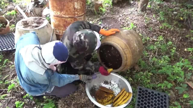 ฝูง "ผึ้ง-ต่อหัวเสือ" ยึดบ้าน -ทนไม่ไหวจ้างพรานขับไล่