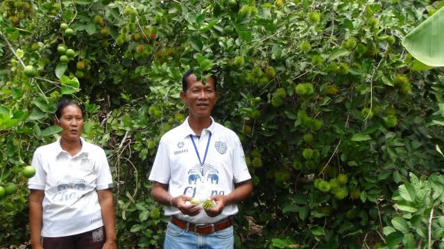 เกษตรกรลองปลูกเงาะทุเรียน สำเร็จเป็นรายแรกสร้างรายได้หลายแสนบาท