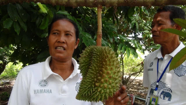 เกษตรกรลองปลูกเงาะทุเรียน สำเร็จเป็นรายแรกสร้างรายได้หลายแสนบาท