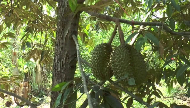 เกษตรกรลองปลูกเงาะทุเรียน สำเร็จเป็นรายแรกสร้างรายได้หลายแสนบาท