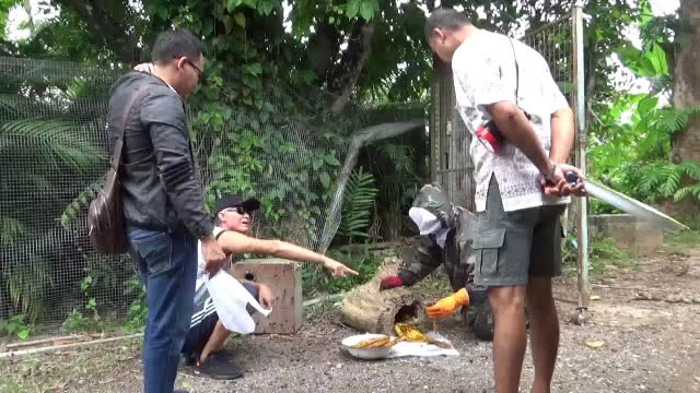 ฝูง "ผึ้ง-ต่อหัวเสือ" ยึดบ้าน -ทนไม่ไหวจ้างพรานขับไล่