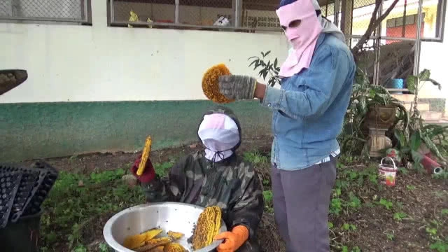 ฝูง "ผึ้ง-ต่อหัวเสือ" ยึดบ้าน -ทนไม่ไหวจ้างพรานขับไล่