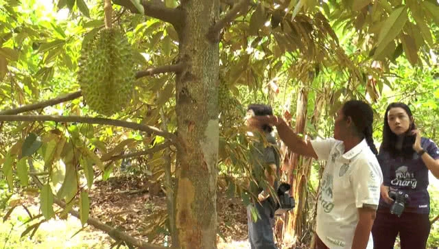 เกษตรกรลองปลูกเงาะทุเรียน สำเร็จเป็นรายแรกสร้างรายได้หลายแสนบาท