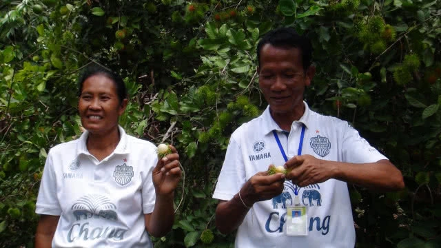 เกษตรกรลองปลูกเงาะทุเรียน สำเร็จเป็นรายแรกสร้างรายได้หลายแสนบาท