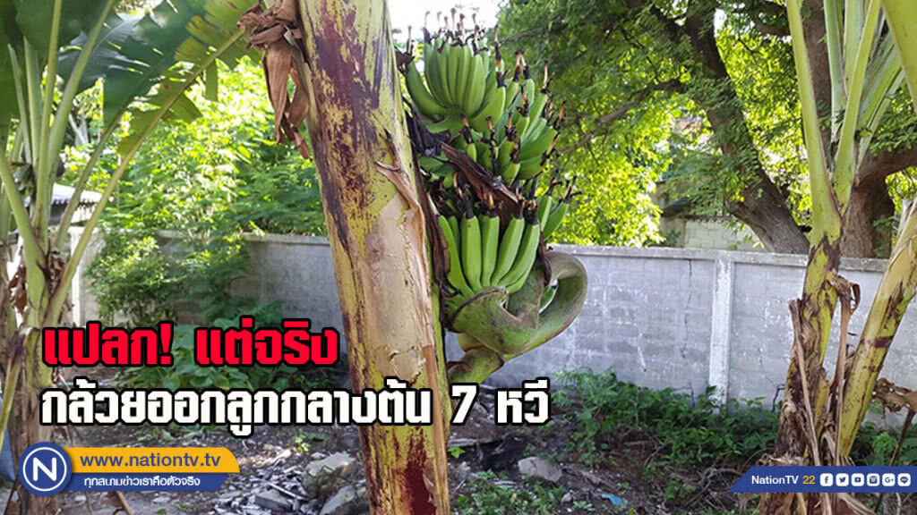 แปลก! แต่จริง กล้วยออกลูกกลางต้น 7 หวี ก่อนวันหวยออก แปลก! แต่จริง กล้วยออกลูกกลางต้น 7 หวี ก่อนวันหวยออก