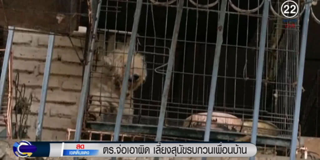 ทนไม่ไหวแล้ว!...เตรียมเอาผิด "ป้ามหาภัย" เลี้ยงสัตว์สร้างความเดือดร้อน ทนไม่ไหวแล้ว!...เตรียมเอาผิด "ป้ามหาภัย" เลี้ยงสัตว์สร้างความเดือดร้อน