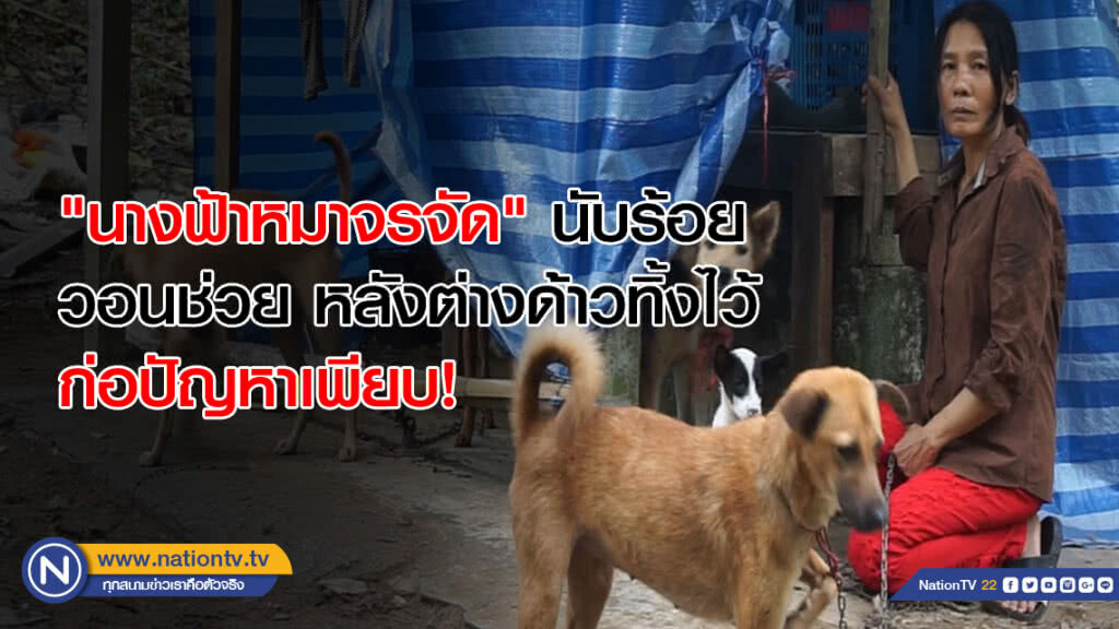 "นางฟ้าหมาจรจัด" นับร้อย วอนช่วย หลังต่างด้าวทิ้งไว้ ก่อปัญหาเพียบ!