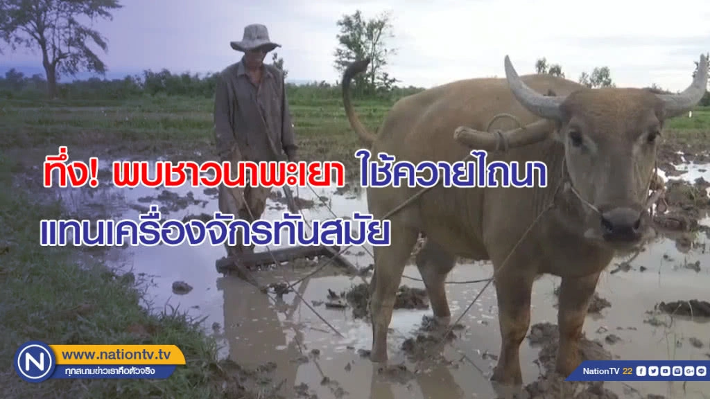 ทึ่ง!! พบชาวนาพะเยา ใช้ควายไถนา แทนเครื่องจักรทันสมัย