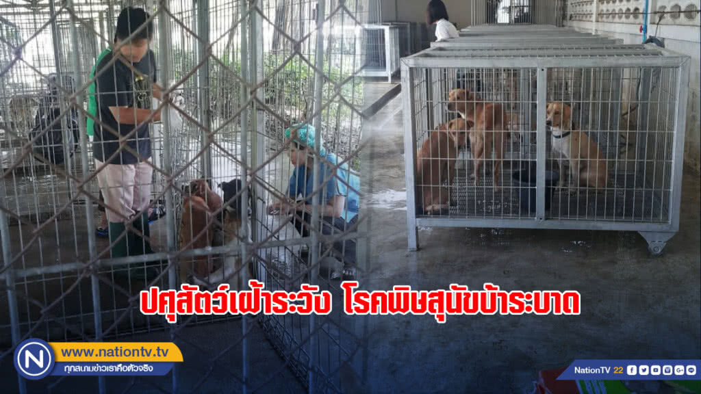 ปศุสัตว์เฝ้าระวังโรคพิษสุนัขบ้าระบาด ปศุสัตว์เฝ้าระวังโรคพิษสุนัขบ้าระบาด