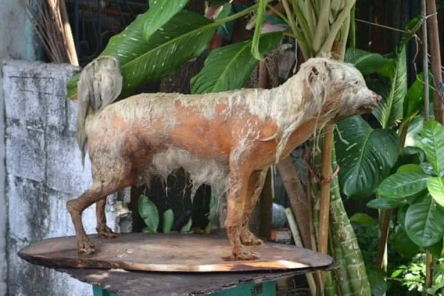 เปิดใจป้า"แสงระวี"ถูกเพื่อนบ้านแจ้งจับขังหมา ตัวไหนตายสตาฟ