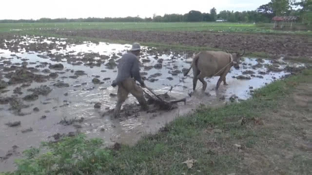 ทึ่ง!! พบชาวนาพะเยา ใช้ควายไถนา แทนเครื่องจักรทันสมัย