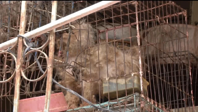 เปิดใจป้า"แสงระวี"ถูกเพื่อนบ้านแจ้งจับขังหมา ตัวไหนตายสตาฟ