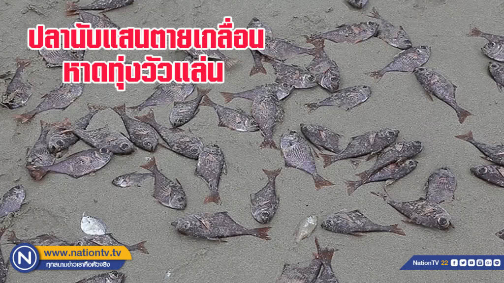 ปลานับแสนตายเกลื่อนหาดทุ่งวัวแล่น น็อกน้ำฝน ปลานับแสนตายเกลื่อนหาดทุ่งวัวแล่น น็อกน้ำฝน