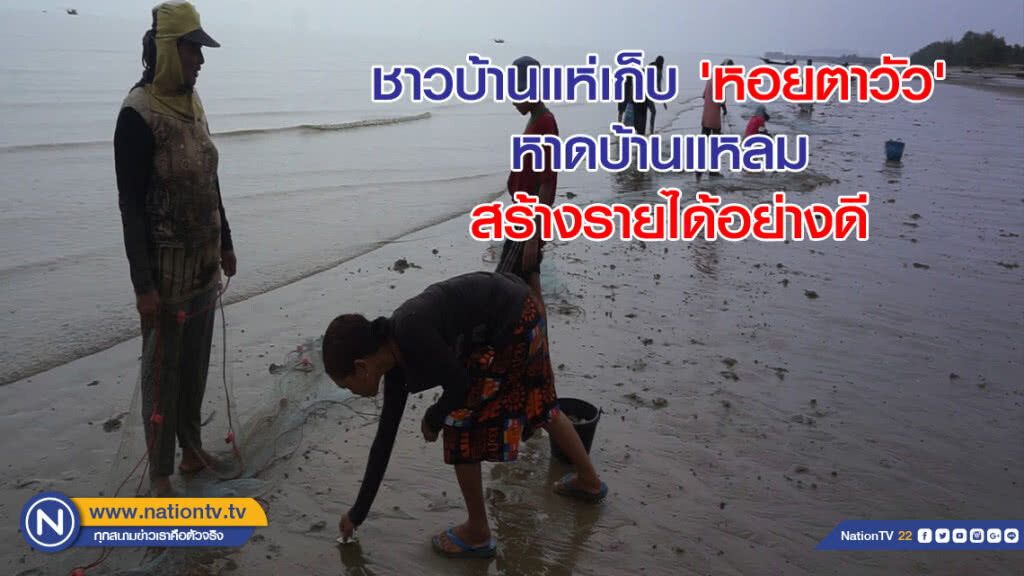 ชาวบ้านแห่เก็บ 'หอยตาวัว' หาดบ้านแหลม สร้างรายได้อย่างดี