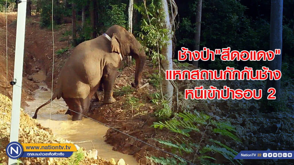 ช้างป่า"สีดอแดง"แหกสถานกักกันช้างหนีเข้าป่ารอบ 2